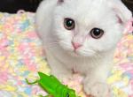 Casper - Scottish Fold Cat For Adoption - Scottsdale&comma; AZ&comma; US