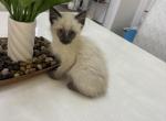 Sally - Siamese Kitten For Sale - Lehigh Acres&comma; FL&comma; US