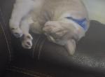 Bleu cheese - Domestic Cat For Sale - 