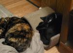 Kali - Domestic Cat For Sale - 