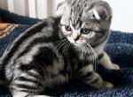Molly Scottish Fold girl - Scottish Fold Kitten For Sale - NY&comma; US