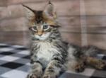 Tiger - Maine Coon Kitten For Sale - IN&comma; US