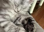Mittsy - Maine Coon Kitten For Sale - MD&comma; US