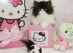 Show Quality Black and White Bi Color male - Persian Kitten For Sale - CA&comma; US