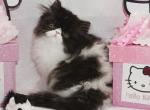 Show Quality Black and White Bi Color male - Persian Kitten For Sale - CA&comma; US