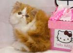 Show Quality Red and White Bi Color - Persian Kitten For Sale - CA&comma; US