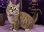 PENDING SALE Prince in Purple TICA Registered - Ragdoll Kitten For Sale - PA&comma; US