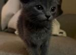 Russian Blue Male - Russian Blue Kitten For Sale - Charlotte&comma; NC&comma; US