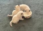 Muffins litter of 4 - Ragdoll Kitten For Sale - Prosperity&comma; SC&comma; US