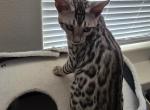 Stonewall - Bengal Kitten For Sale - Silver Springs&comma; NV&comma; US