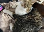 Leonard - Domestic Cat For Adoption - Fort Loramie&comma; OH&comma; US
