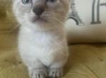 Bubbles - Munchkin Kitten For Sale - 