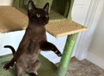Hershey - Singapura Cat For Sale - Mocksville&comma; NC&comma; US