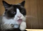 Gage - Ragdoll Cat For Sale - 
