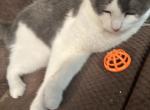 Cozy - Domestic Cat For Sale - 