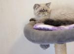 Himalayan Persians - Himalayan Kitten For Sale - Stanton&comma; CA&comma; US