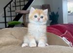 Chocolate Sunshine Golden by12 - British Shorthair Kitten For Sale - 