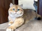 Biscotti - British Shorthair Cat For Sale - San Diego&comma; CA&comma; US