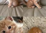 kittens - Bengal Kitten For Sale - Auburn&comma; WA&comma; US