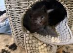 Baby boys - Russian Blue Kitten For Sale - Oxford&comma; CT&comma; US