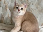 Irakli - Scottish Straight Kitten For Sale - Los Angeles&comma; CA&comma; US