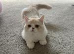 Bear - Persian Kitten For Adoption - Macomb Township&comma; MI&comma; US