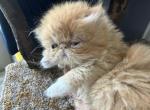 Persian red and white exotic female - Persian Kitten For Sale - Palm Coast&comma; FL&comma; US