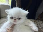 Persian  longhair and shorthair white - Persian Kitten For Sale - Palm Coast&comma; FL&comma; US