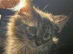 Lousie - Maine Coon Kitten For Sale - Ingleside&comma; IL&comma; US