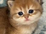 Artur longhair - British Shorthair Kitten For Sale - Matthews&comma; NC&comma; US