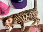 Brown Female - Bengal Kitten For Sale - Timpson&comma; TX&comma; US