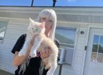 Eitan - Maine Coon Kitten For Sale - Campbell&comma; NY&comma; US