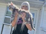 Yasmin - Maine Coon Kitten For Sale - Campbell&comma; NY&comma; US