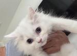 Milo - Persian Kitten For Sale - Lehigh&comma; FL&comma; US