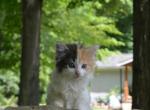 Jayde - Domestic Kitten For Sale - 