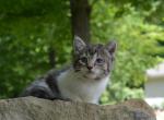 Johanna - Domestic Kitten For Sale - 