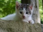 Bugle - Domestic Kitten For Sale - 