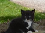 Boots - Domestic Kitten For Sale - 