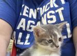 Grey and White - Domestic Kitten For Adoption - 