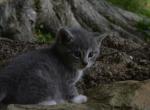 Barry - Domestic Kitten For Sale - Orrville&comma; OH&comma; US