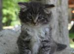 Bailey - Domestic Kitten For Sale - Orrville&comma; OH&comma; US