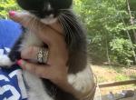 Multiple Patterns - Domestic Kitten For Sale - Berea&comma; KY&comma; US
