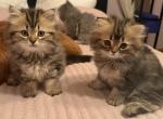 Daisy - Persian Kitten For Sale - Agawam&comma; MA&comma; US