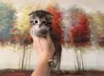 Scottish Fold Female Kitten - Scottish Fold Kitten For Sale - Orlando&comma; FL&comma; US