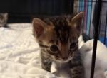 Shadow - Bengal Kitten For Sale - Phila&comma; PA&comma; US