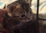 Knuckles - Bengal Kitten For Sale - 