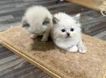 Blue Girl - Ragdoll Kitten For Sale - Springfield&comma; MO&comma; US