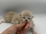 Mocha - Ragdoll Kitten For Sale - Springfield&comma; MO&comma; US