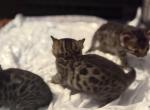 Tails - Bengal Kitten For Sale - Phila&comma; PA&comma; US