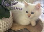 Red Point TICA Ragdoll - Ragdoll Kitten For Sale - 